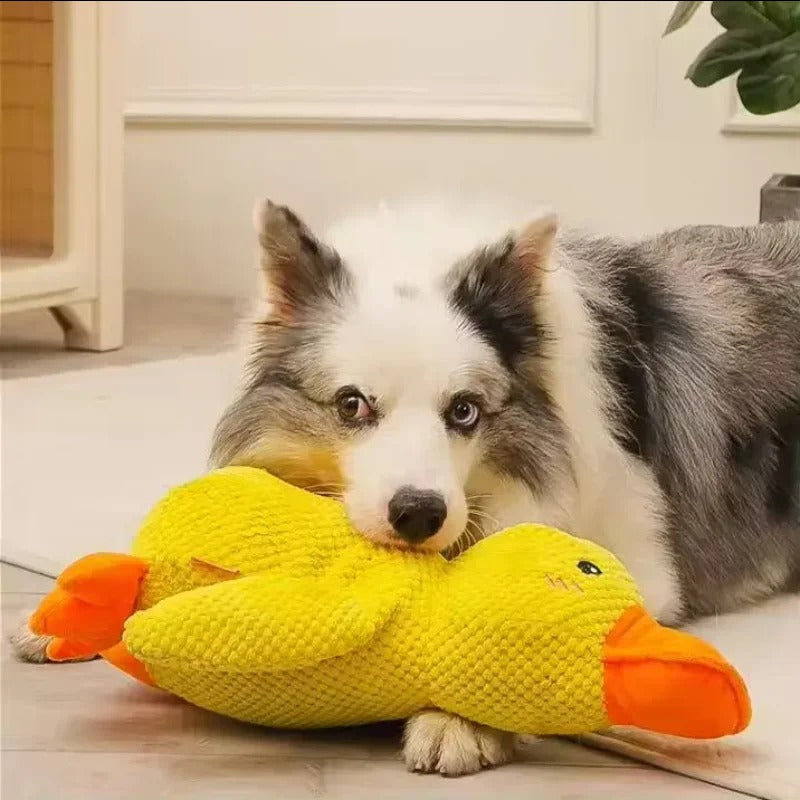 Anti-Stress Quak Ente für Hunde