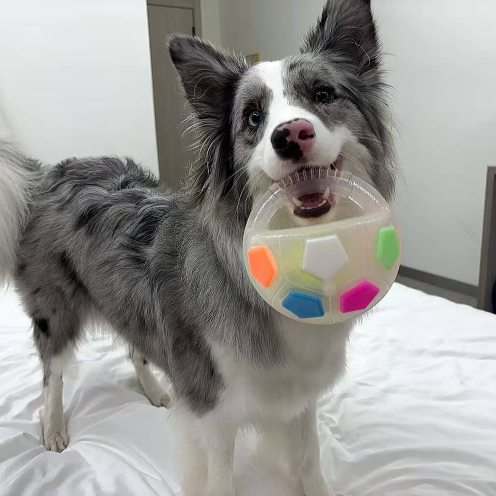 BelloBall - Beißfester Hunde Spielball