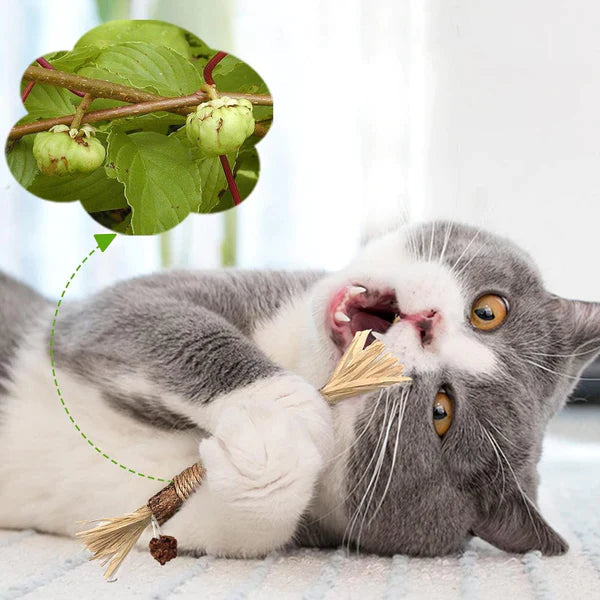 Katzen Kaustick mit Minze