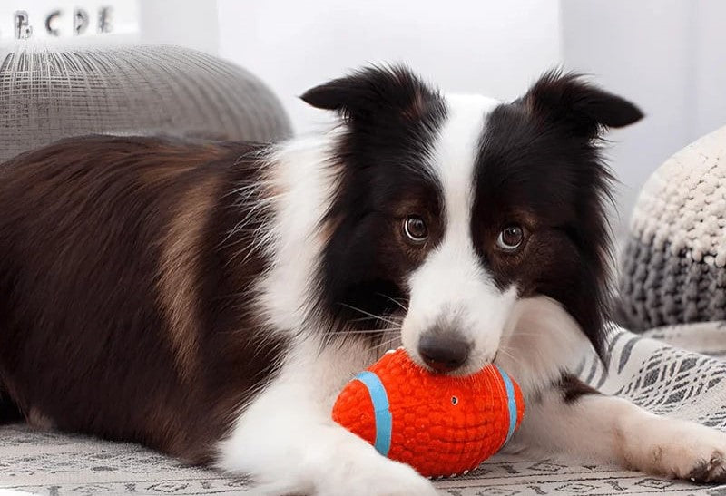 Hunde SommerBall - Outdoor Kauspaß mit Unzerstörbällen