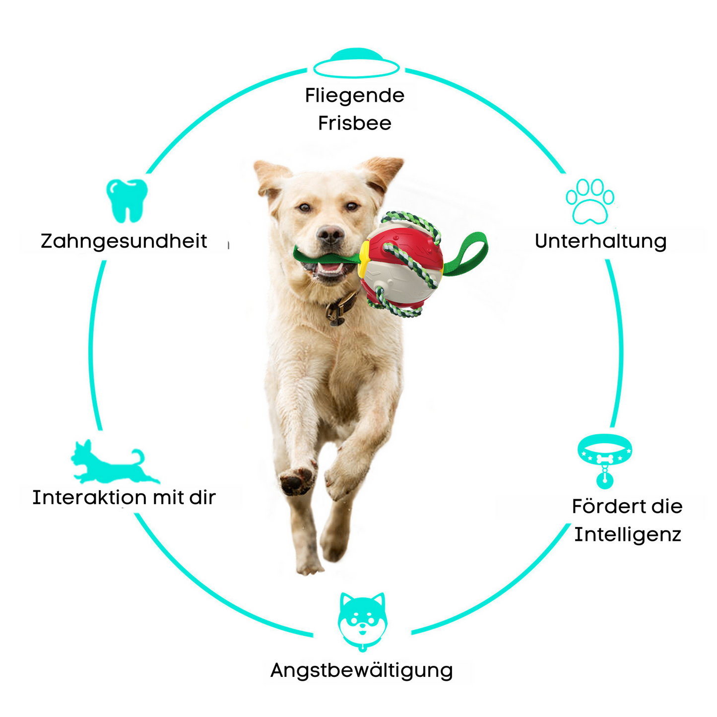 Interaktiver Flugscheibenball