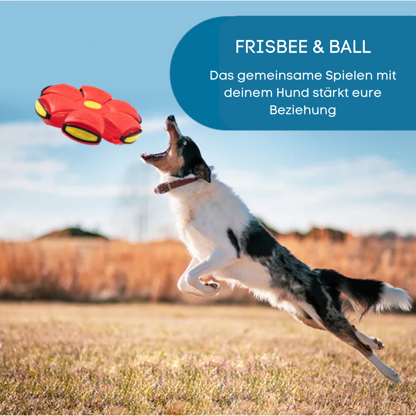 2-in-1 Hunde Spielball