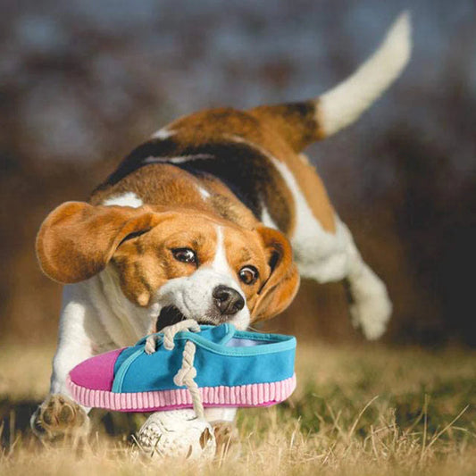 Schuh Kau Spielzeug für Hunde